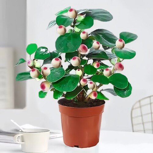 小盼菩提盆栽带果菩提树盆景中式禅意桌面摆件室内客厅绿植办公桌