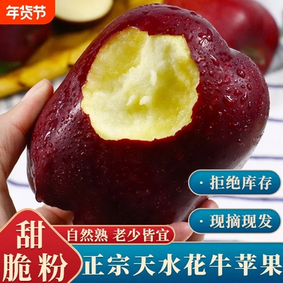 正宗甘肃天水花牛苹果新鲜水果整箱包邮粉面丑当季平果生鲜现摘