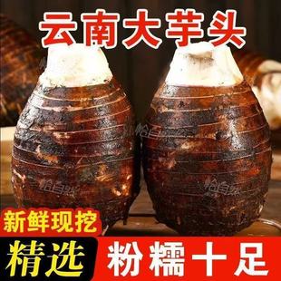 云南大芋头正宗槟榔芋农家新鲜现挖现发粉糯香包邮到家当季蔬菜