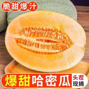 山东哈密瓜应季水果新鲜采摘蜜瓜香瓜老少皆宜