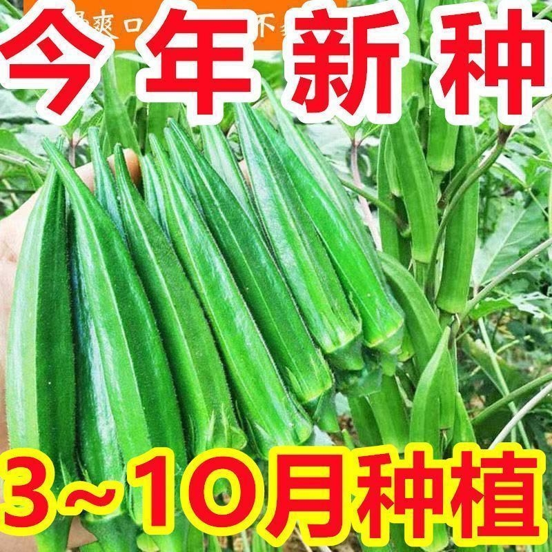 不易老水果秋葵种子生吃好种的水果黄色秋葵籽蔬菜