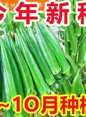 不易老水果秋葵种子生吃好种的水果黄色秋葵籽蔬菜