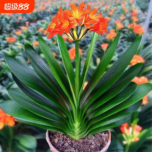 基地直销 新品特惠