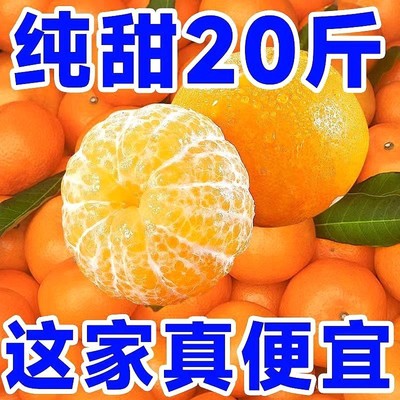 精品现摘沃柑云南新鲜水果超甜薄皮桔子耙耙柑批发大果食品纯甜