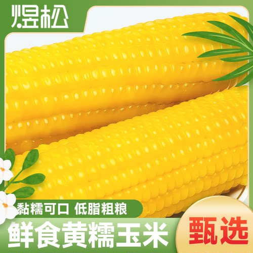 东北玉米煜松糯玉米新鲜黄糯玉米真空包装软黏甜糯玉米棒低脂香甜