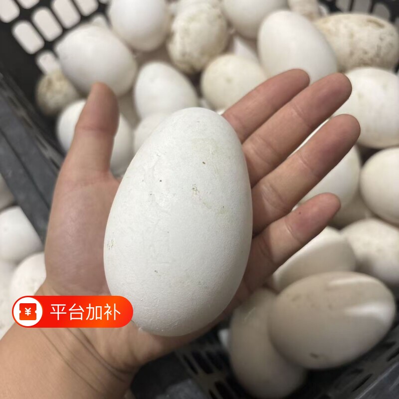 农家散养土鹅蛋孕妇小孩可吃新鲜生鹅蛋纯杂粮喂养现捡现发大鹅蛋