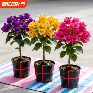 重瓣三角梅盆栽大苗老桩爬藤植物红梅花卉多季带花开花加州光辉
