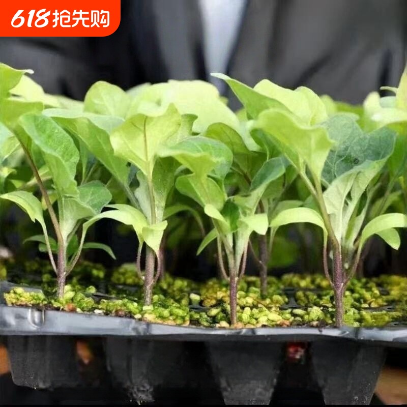 杭茄一号秧苗茄子苗长茄蔬菜种子大全长茄子长线茄子绿植水培高产