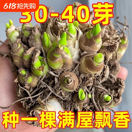 晚香玉重瓣种球大花四季花卉耐寒盆地栽绿植懒人养阳台室内多年生