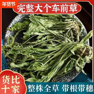 车前草野生500g干货官方旗舰店带根中药材新鲜泡水喝的功效与作用