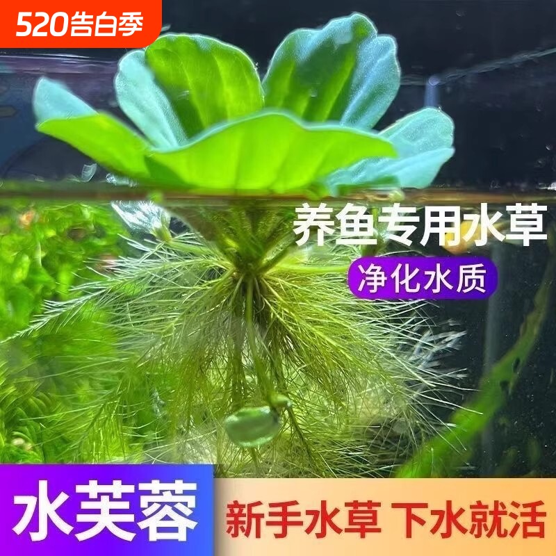 龟缸造景植物水培水芙蓉水面浮萍绿植躲避室内摆件水草水质养龟