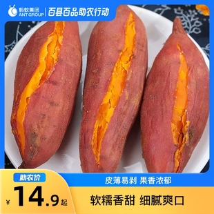 8月百县百品助农河南范县西瓜红蜜薯2斤软糯香甜行动红心食用种植