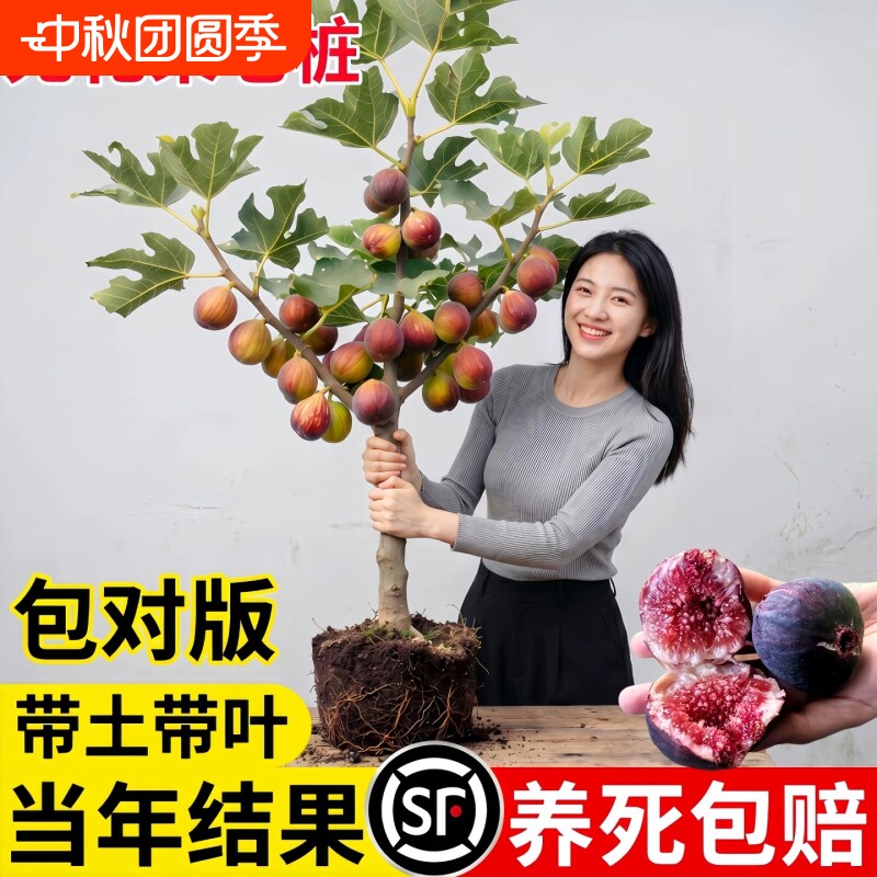 无花果树果苗特大果四季种植图片