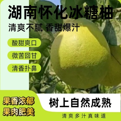 正宗湖南怀化冰糖柚小苦柚雪峰柚