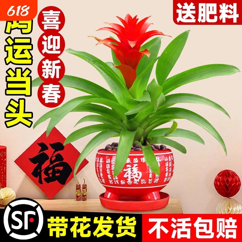 鸿运当头盆栽带花水培绿植四季开花发财树植物室内外客厅红掌花卉