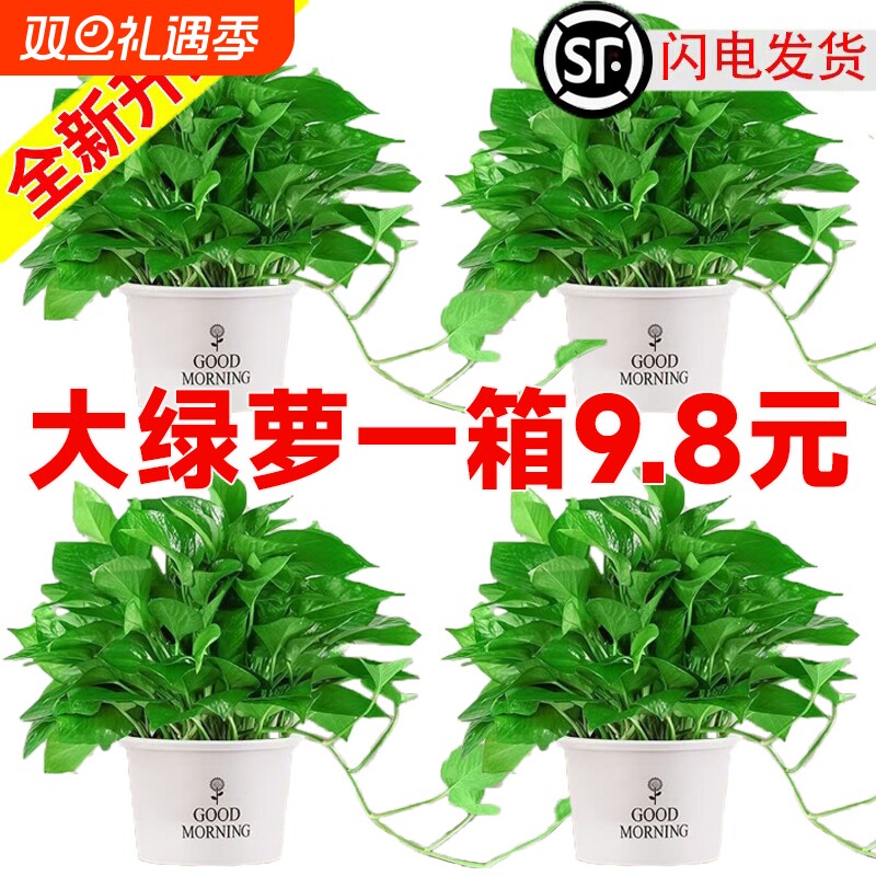 绿萝室内吸甲醛净化空气大叶绿萝