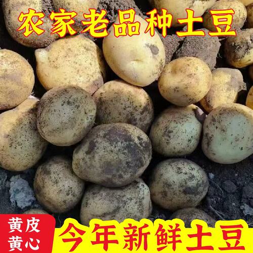 新鲜高山土豆农家自种