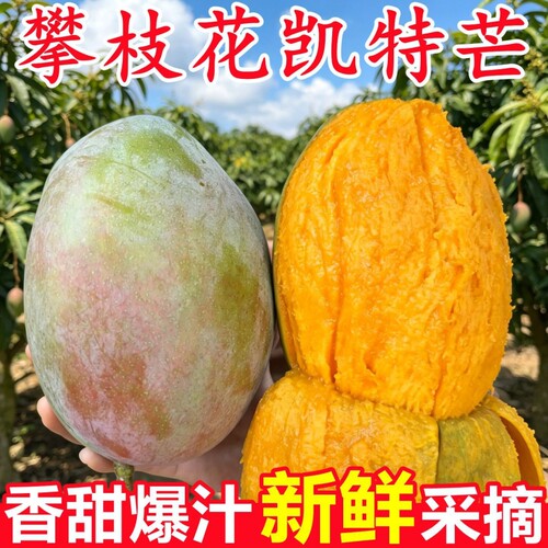 四川攀枝花凯特芒芒果新鲜大果