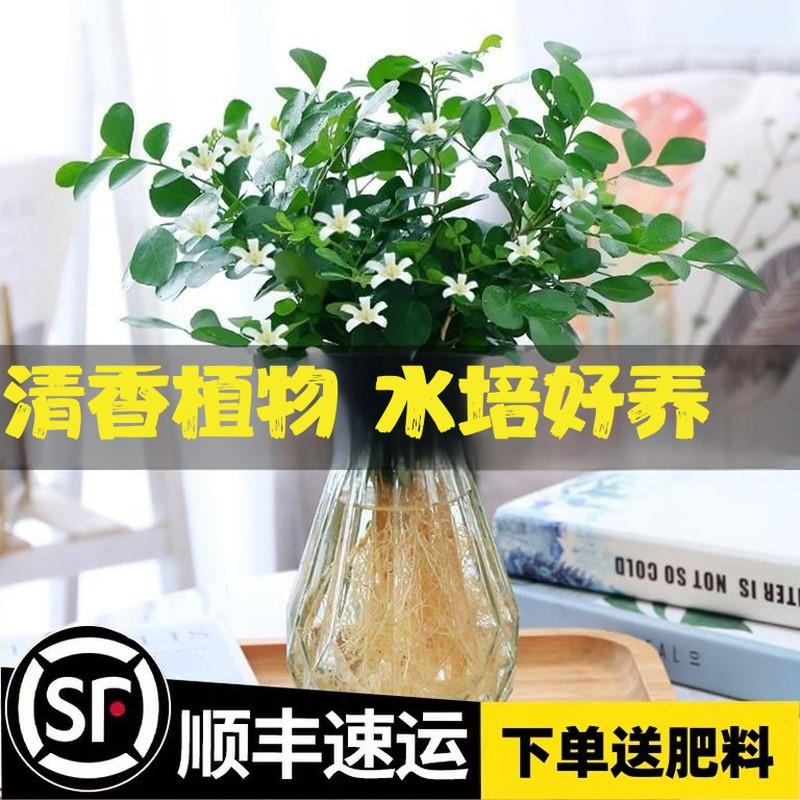 水培九里香花卉盆栽绿植四季花驱蚊植物室内阳台净化空气耐阴玻璃