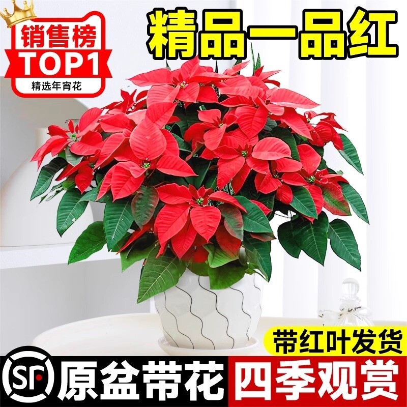 一品红盆栽年宵花室内客厅办公室桌面观赏花卉四季开花好养绿植物图片