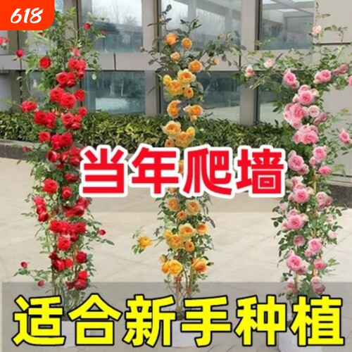 蔷薇花苗藤本月季庭院爬墙爬藤植物阳台花卉盆栽室内老桩开花室外