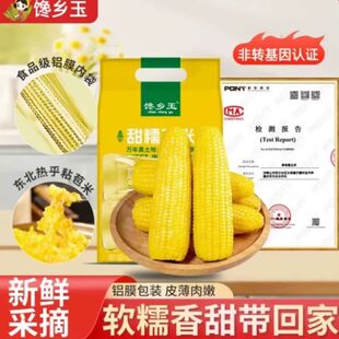 黄糯玉米非转基因东北玉米减脂代餐新鲜糯玉米加热即食早餐饱腹