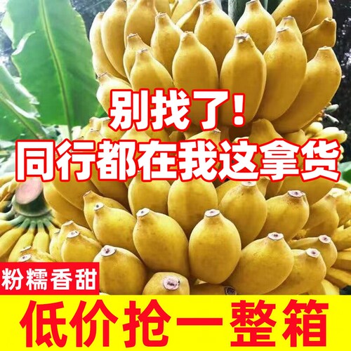 广西小米蕉苹果蕉香蕉新鲜10斤水果当季整箱小香蕉芭蕉自然熟包邮