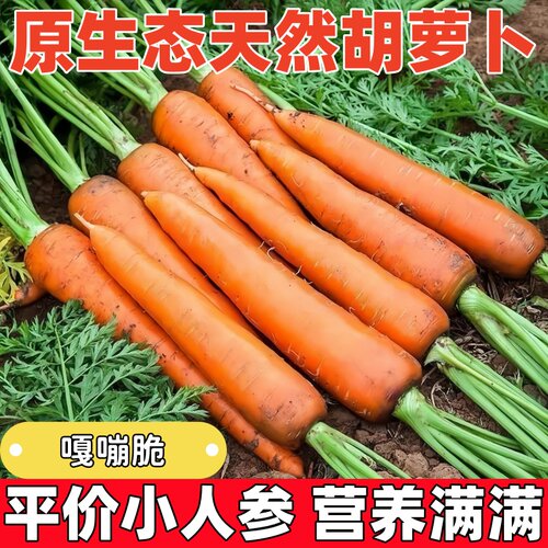 沙地新鲜蔬菜水果农家自种现挖带泥胡萝卜新鲜红萝卜脆甜营养健康