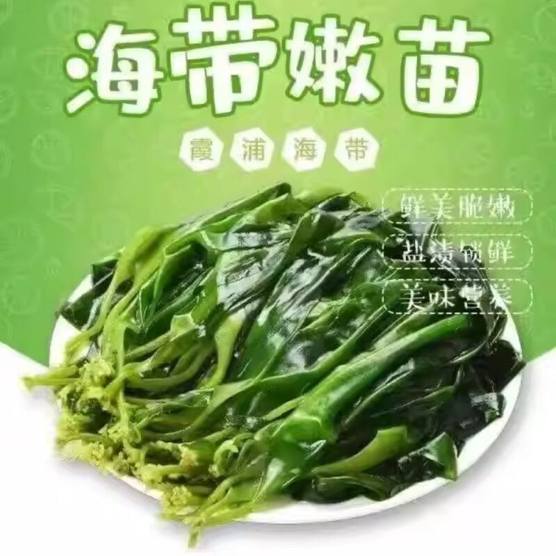 霞浦盐渍海带苗500g裙带菜非干货海带嫩芽凉拌麻辣烫火锅食材美味