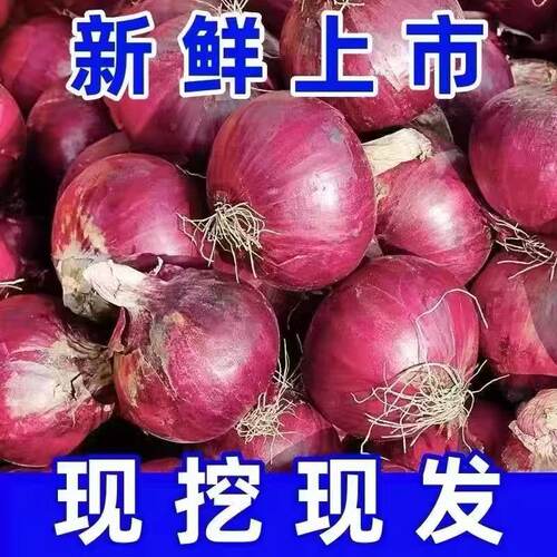 2025山东金乡紫皮洋葱当季果蔬生吃洋葱农场直发现挖现发