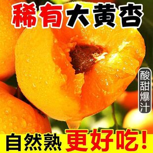 果园直发微黄杏子新鲜水果应季酸甜多汁金太阳水果当季新鲜整箱
