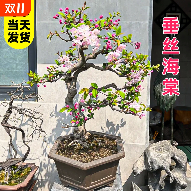 垂丝海棠花盆栽老桩带花苞四季开花盆景树苗室内鲜花卉绿植物好养