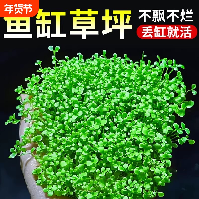 爬地矮珍珠水草网片日本趴地矮植物净化水质生态鱼缸水草造景专用