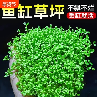 爬地矮珍珠水草网片日本趴地矮植物净化水质生态鱼缸水草造景专用