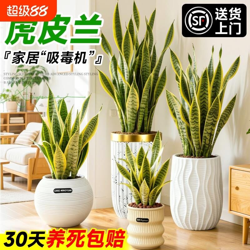 金边虎皮兰盆栽绿植办公室室内客厅大型净化空气四季好养植物甲醛