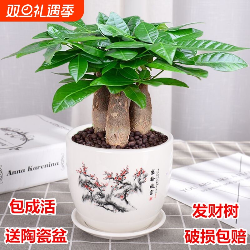 发财树绿植盆栽室内客厅桌面小盆景大发财树苗招财树植物
