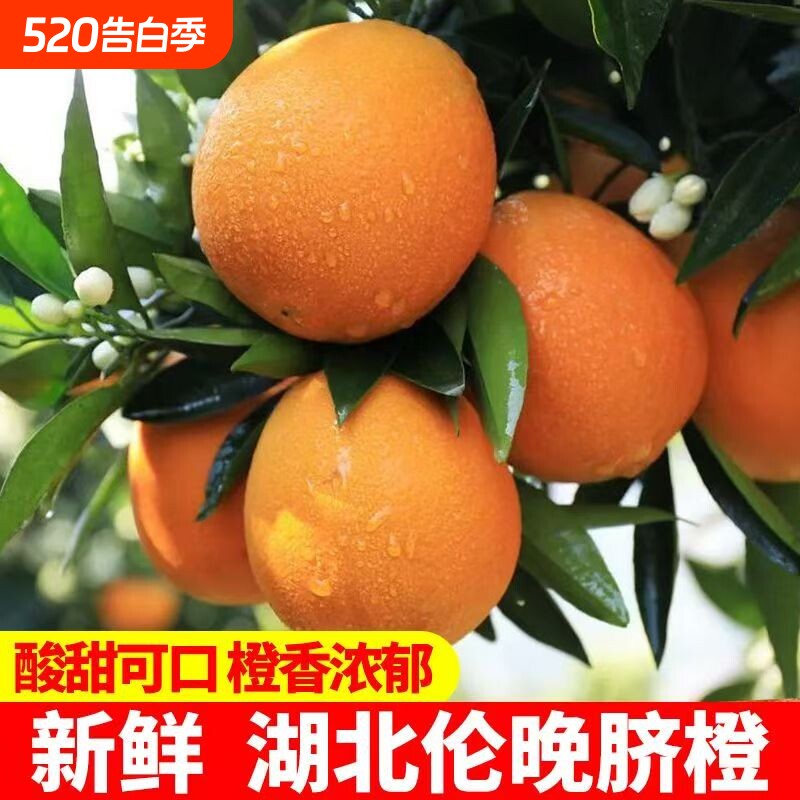 正宗伦晚脐橙橙子秭归手剥新鲜皮薄多汁现摘无籽孕妇当季水果新鲜
