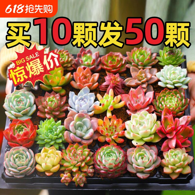 多肉植物室内小盆栽玉树高端多肉大颗株好养花卉绿植阳台品种带盆