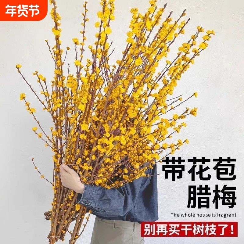 【带花苞】腊梅花盆栽地栽老桩浓香型冬季开花庭院室内外耐寒花卉,鲜花速递/花卉仿真/绿植园艺,时令草本花卉,淘宝优惠券,粉丝福利购,淘宝优惠卷