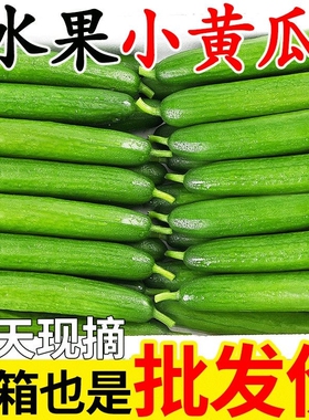 正宗荷兰水果黄瓜新鲜小黄瓜5斤现摘小青瓜蔬菜农家10山东旱生吃