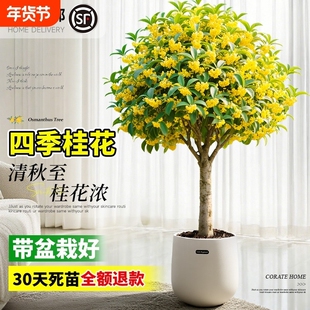 桂花盆栽室内树苗四季桂绿植带花苞矮桩浓香型老桩金桂开花阳台