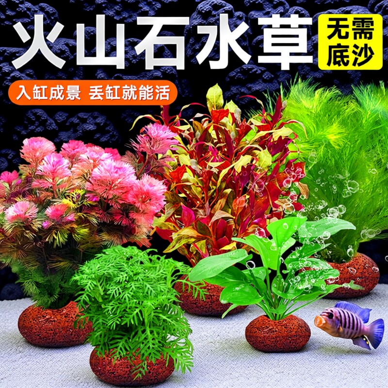 鱼缸火山石水草植物造景装饰专用真草水培蜈蚣草绿菊净化水质养鱼