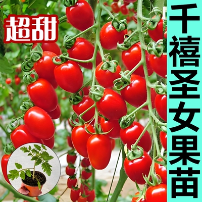 千禧圣女果秧苗小番茄苗秧阳台种植超甜青甜2号水果小西红柿盆栽