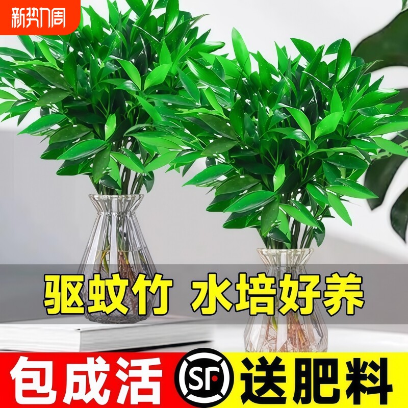 竹柏驱蚊竹水培祛蚊植物室内外蚊子克星水养绿植花卉盆栽办公桌面