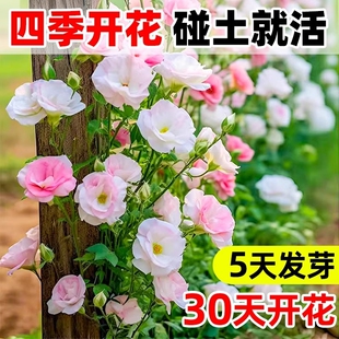 进口重瓣洋桔梗花种子四季播种开花易活花卉种孑室外花种籽子大全