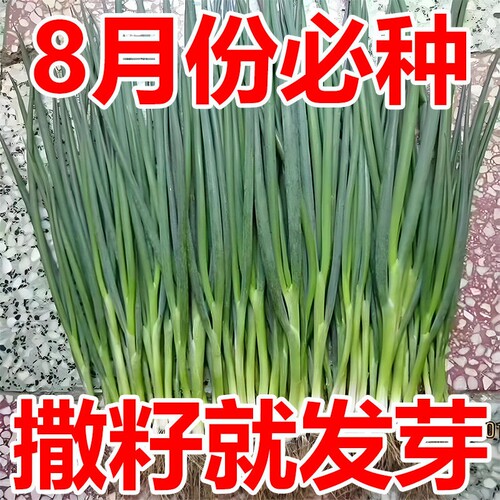小香葱籽种子易阳台室内