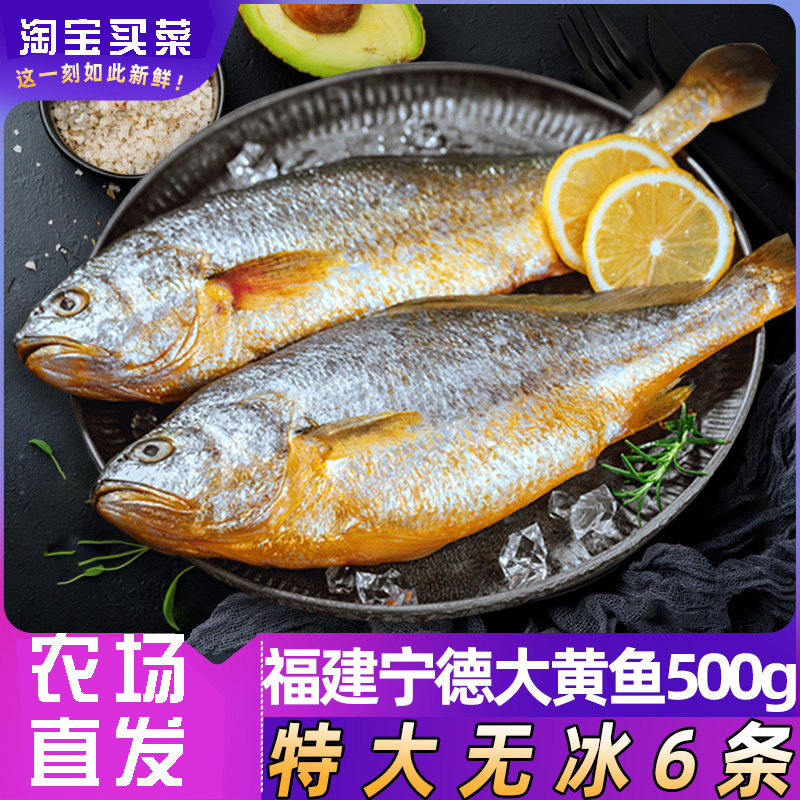 福建宁德大黄花3斤3条黄花鱼海鱼鲜活冷冻新鲜海鲜水产