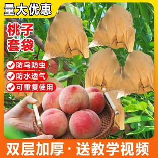 桃子套袋专用袋水果套袋防鸟防虫袋水蜜桃扬桃黄桃专用网袋纸袋