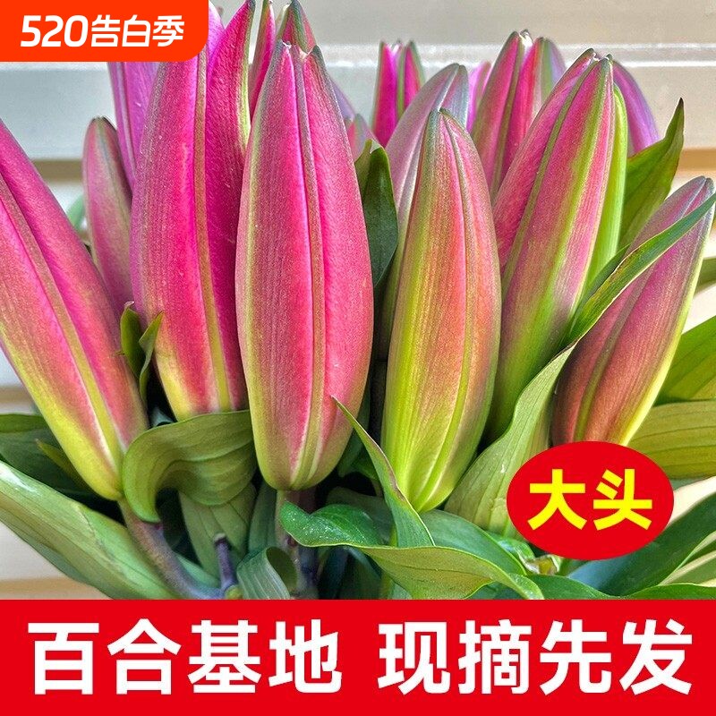 香水百合花鲜花云南直发鲜切花插花鲜花速递同城