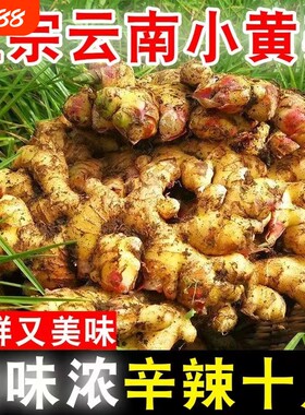 云南正宗小黄姜新鲜生姜嫩子姜仔姜野生月子姜老鲜姜农家蔬菜批发